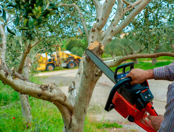 Best Tree Trimming and Pruning  in USA